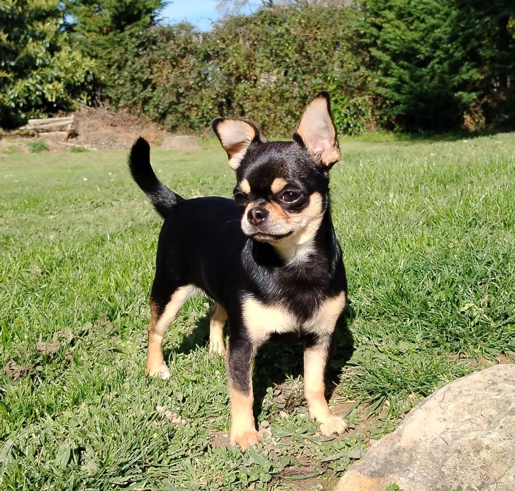 Ustine (Sans Affixe)