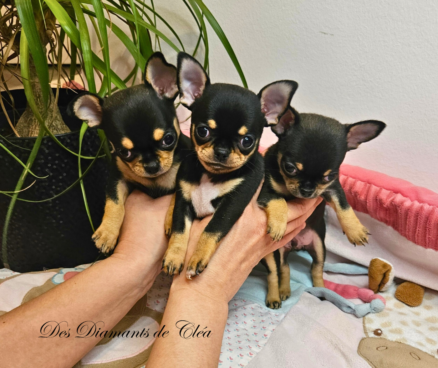 Chiots Urka - 2026