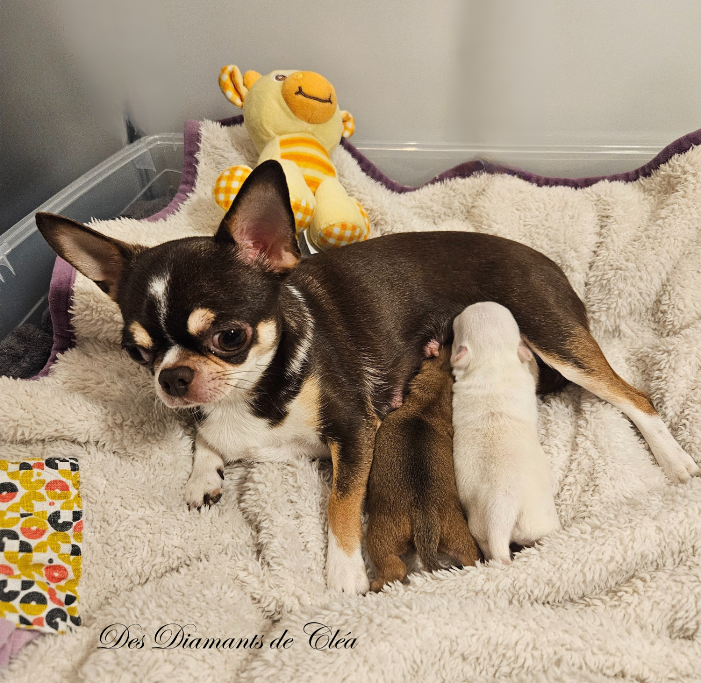 Des Diamants De Cléa - Chihuahua - Portée née le 14/12/2025