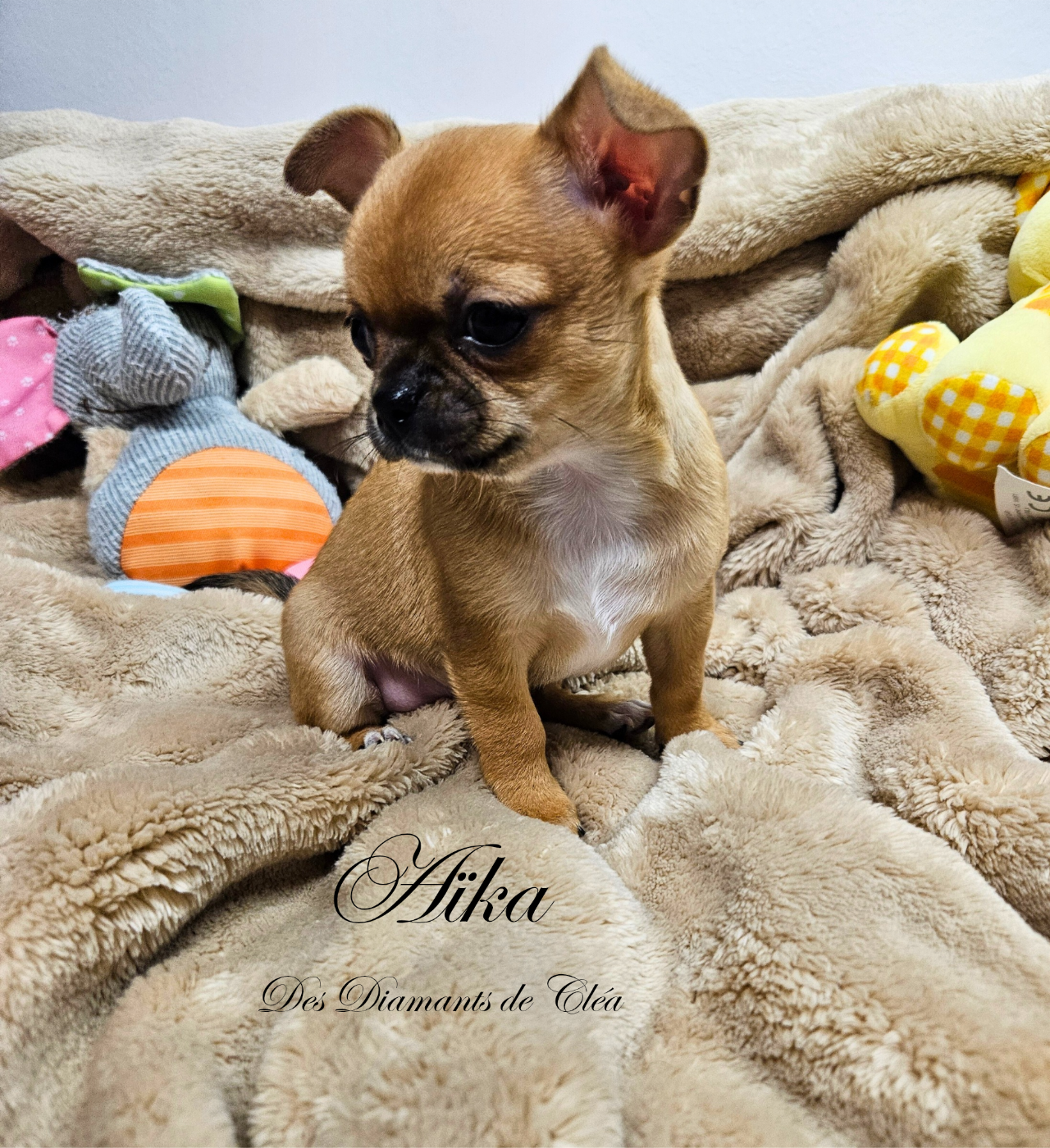Des Diamants De Cléa - Chiots disponibles - Chihuahua