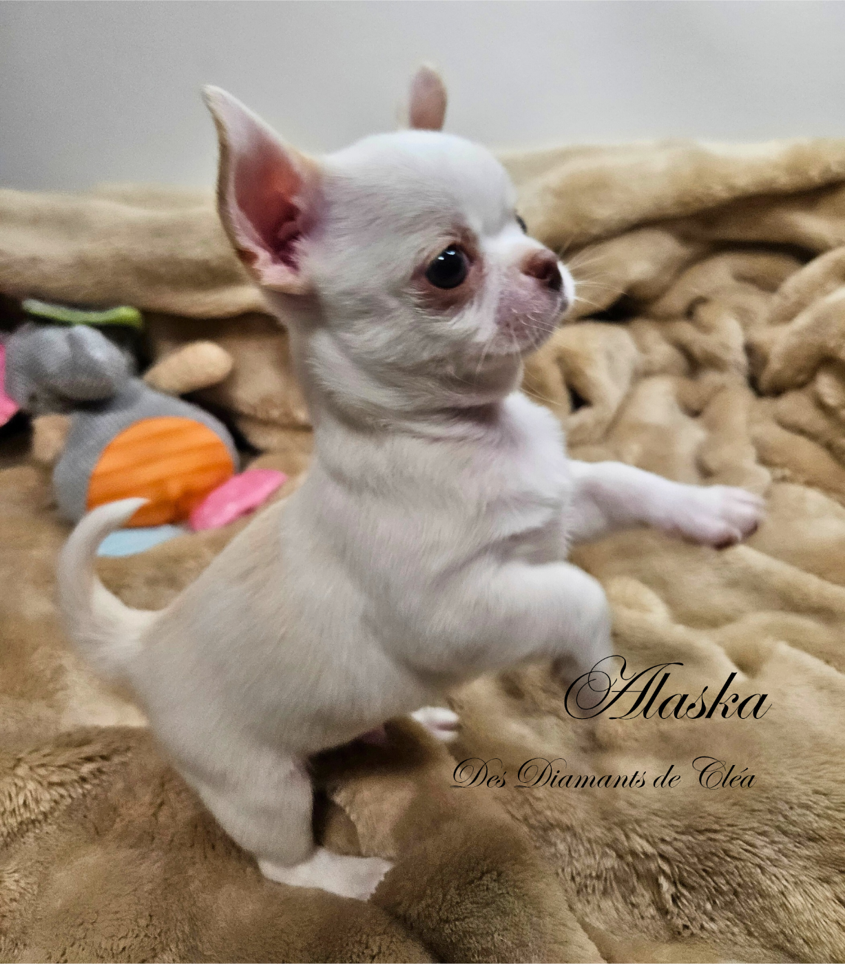 Des Diamants De Cléa - Chiots disponibles - Chihuahua