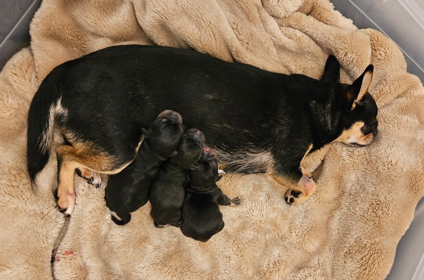 Des Diamants De Cléa - Chihuahua - Portée née le 14/01/2026