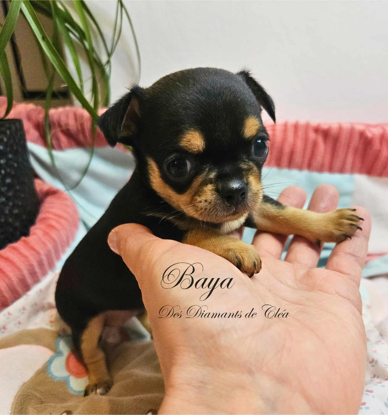 Des Diamants De Cléa - Chiots disponibles - Chihuahua