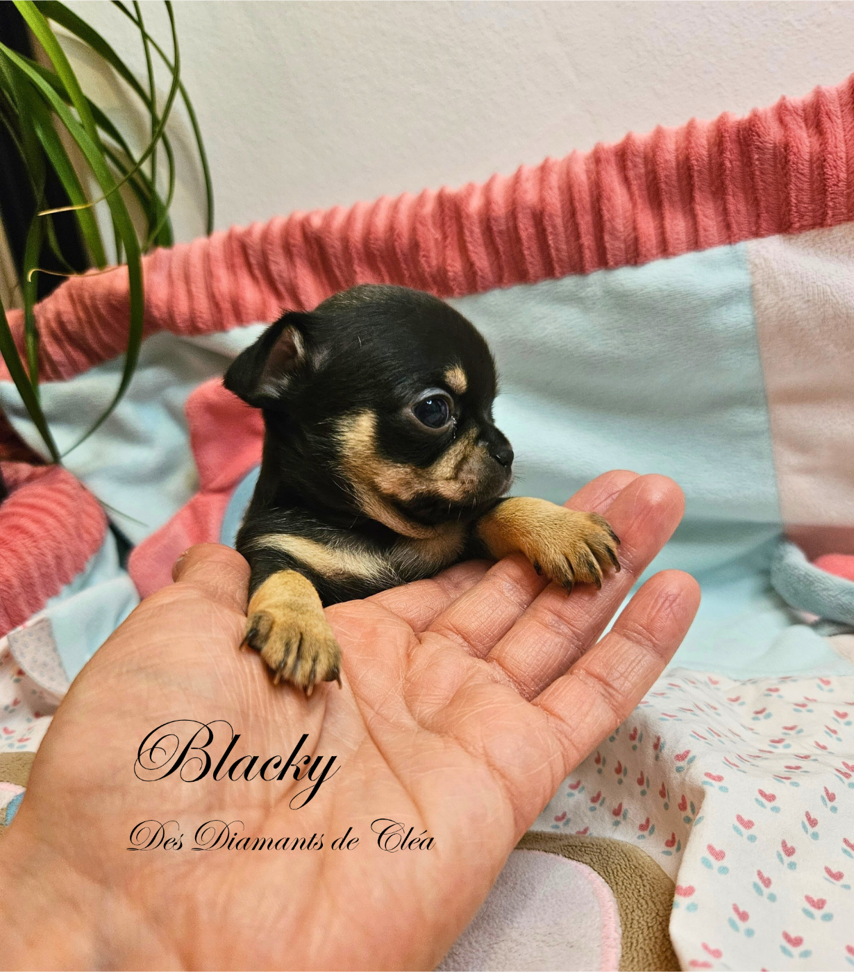 Des Diamants De Cléa - Chiots disponibles - Chihuahua
